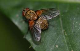 Sivun Allophorocera ferruginea (Meigen 1824) kuva