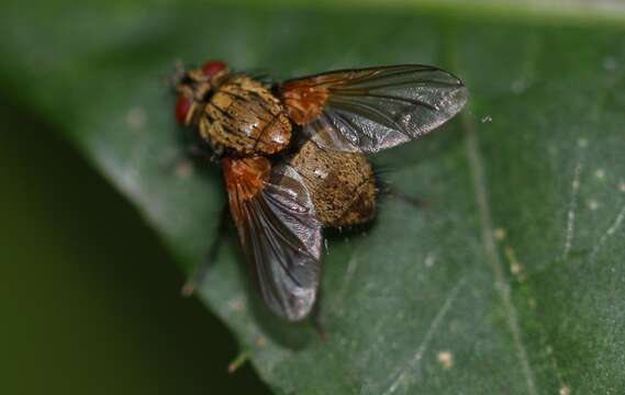 Allophorocera ferruginea (Meigen 1824)的圖片