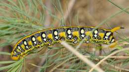 Image of Spurge Hawk Moth