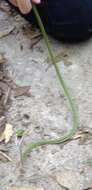 Image of Catesby's Pointed Snake