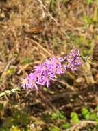 Plancia ëd <i>Symphyotrichum <i>concolor</i></i> var. concolor