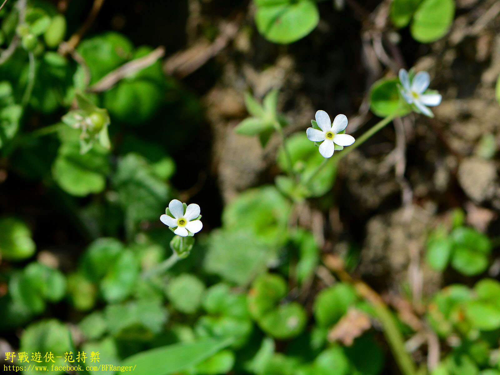 Image of Androsace umbellata (Lour.) Merr.