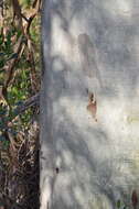 Image of Blakely's Red Gum