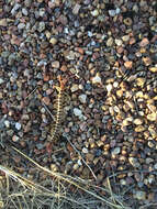 Image of Common Desert Centipede