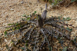 Image of Sonchus novae-zelandiae (Hook. fil.) Benth. & Hook. fil.