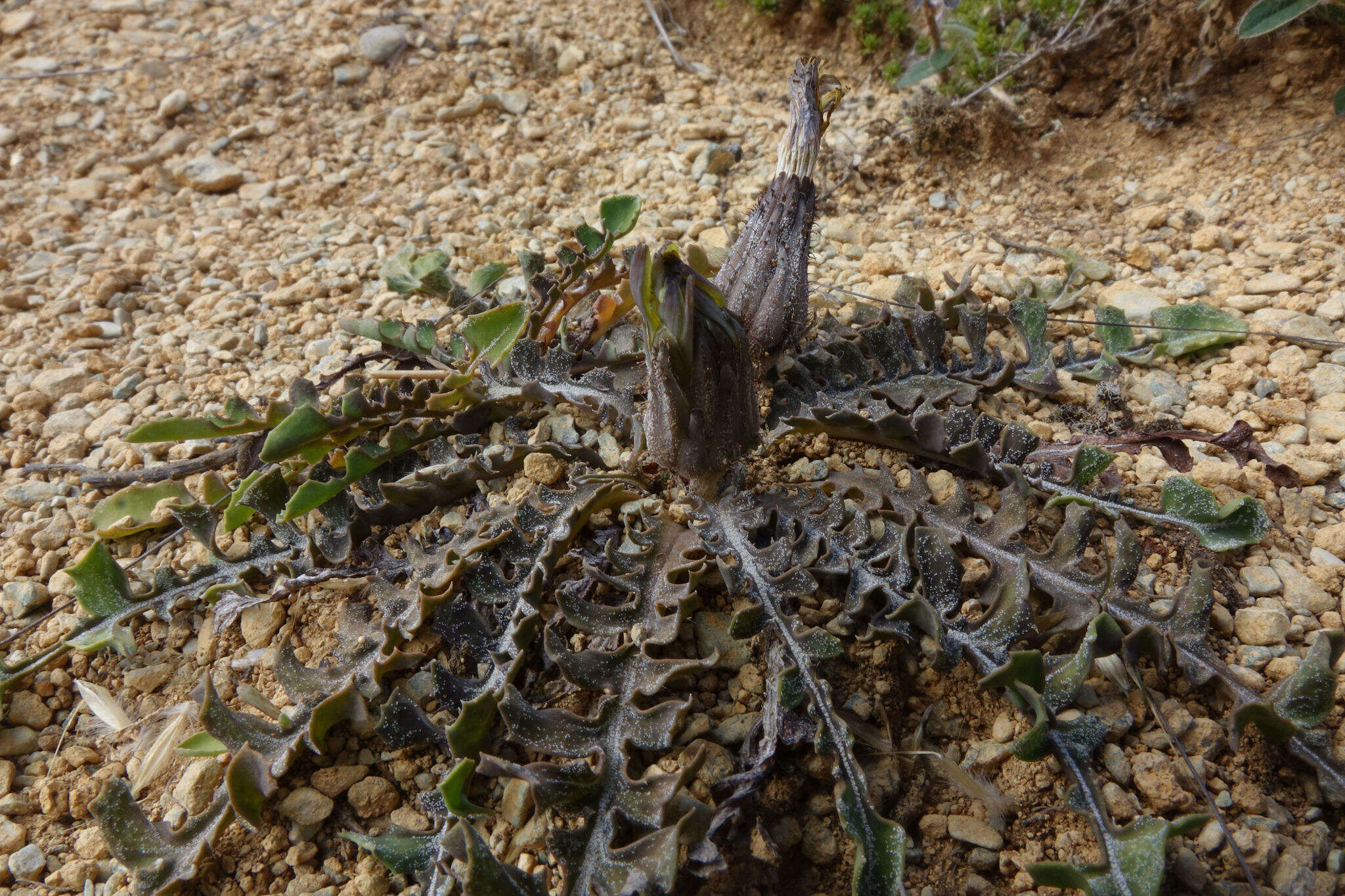 Image of Sonchus novae-zelandiae (Hook. fil.) Benth. & Hook. fil.