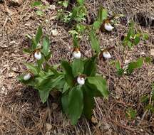 Imagem de Cypripedium montanum Douglas ex Lindl.