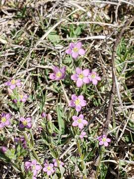 Image of Zeltnera stricta (Schiede) G. Mansion