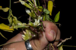 Gentianella canosoi G. L. Nesom & B. L. Turner resmi