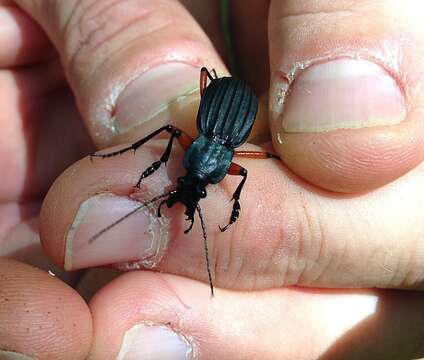 Sivun Carabus (Ctenocarabus) galicianus Gory 1839 kuva