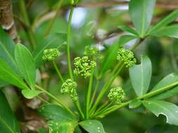 Image of Pseudopanax lessonii (DC.) K. Koch