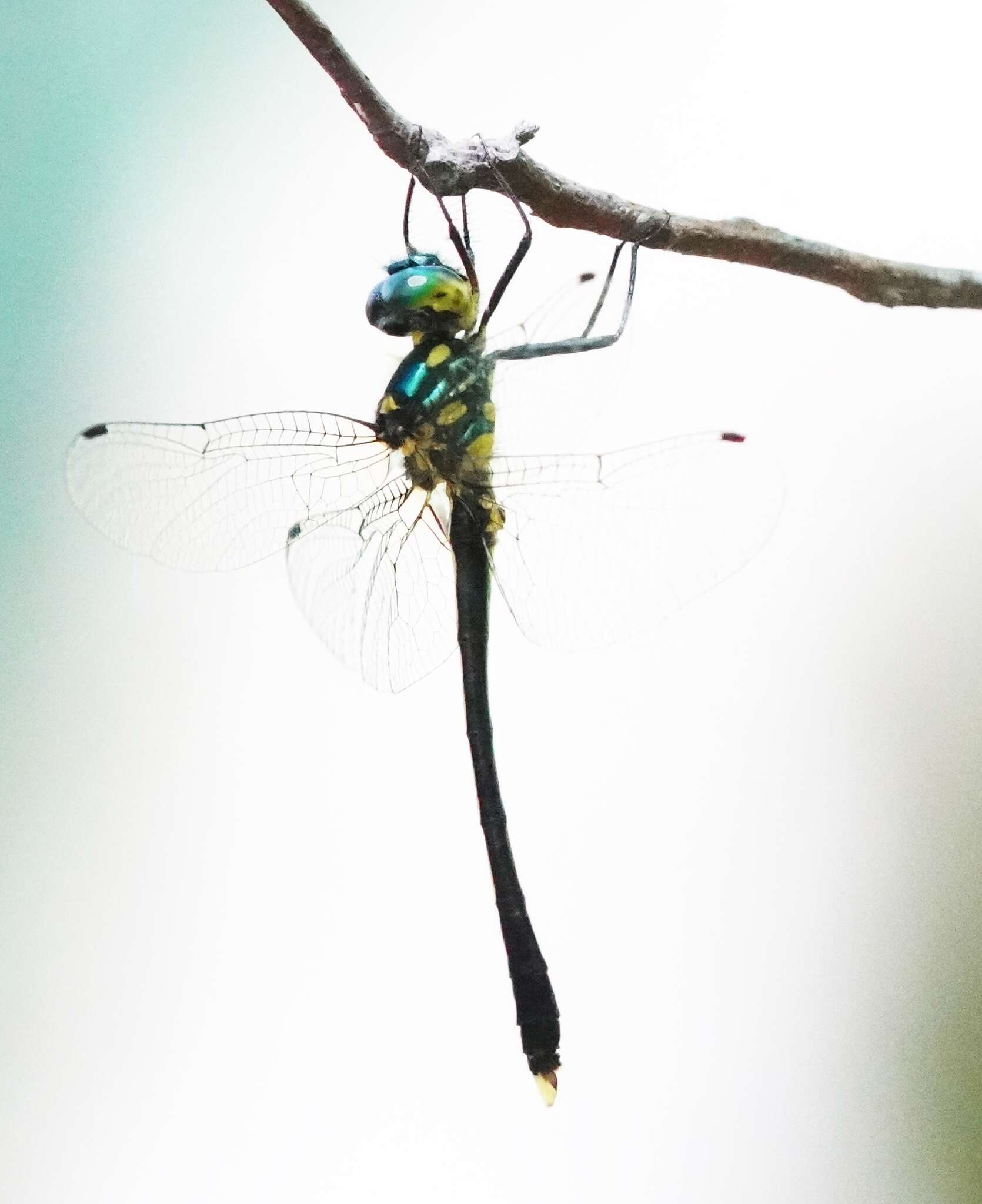 Image of Macromidia ellenae Wilson 1996