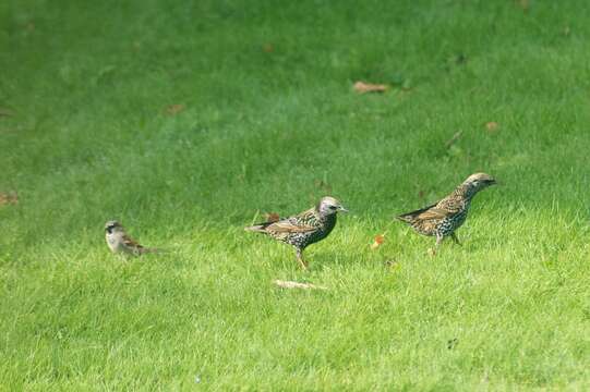 Sivun Sturnus vulgaris vulgaris Linnaeus 1758 kuva