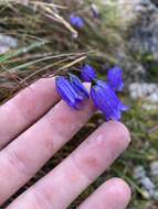 Image of Campanula cespitosa Scop.