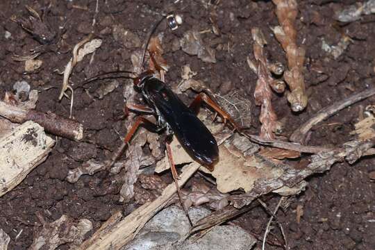 Image of Tachypompilus ferrugineus nigrescens