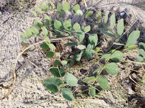 Image of beach pea