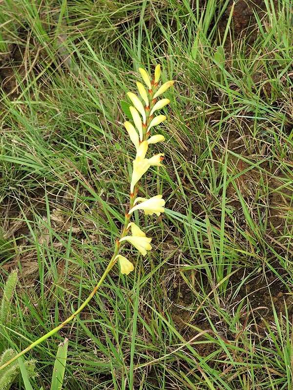 Image of Watsonia watsonioides (Baker) Oberm.