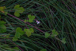 Image of Pelargonium mossambicense Engl.