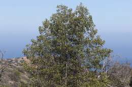 Image of Catalina ironwood