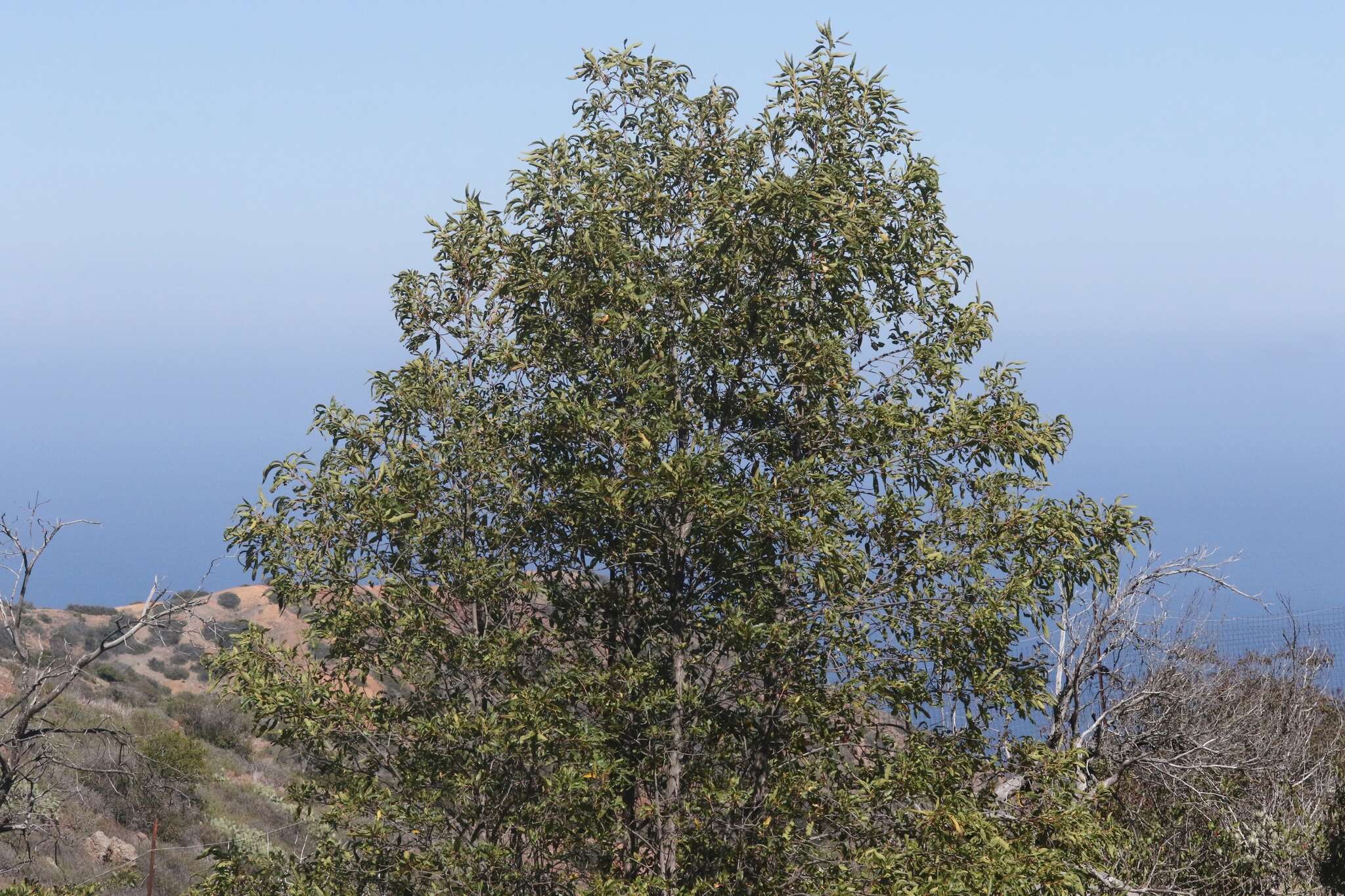 Lyonothamnus floribundus subsp. floribundus的圖片