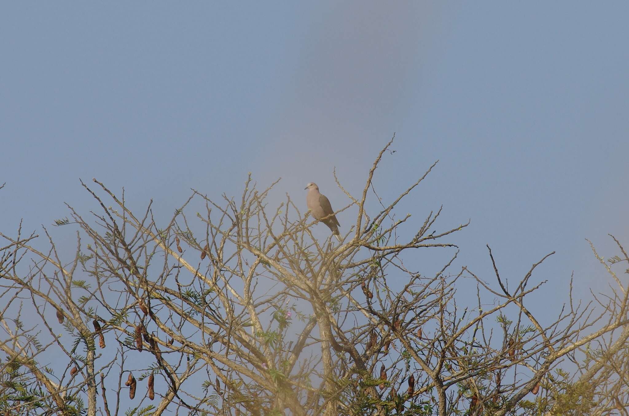 Image of Red-eyed Dove