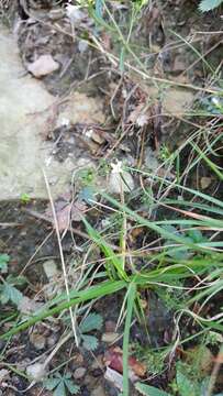 Image of Houstonia longifolia var. tenuifolia (Nutt.) Alph. Wood