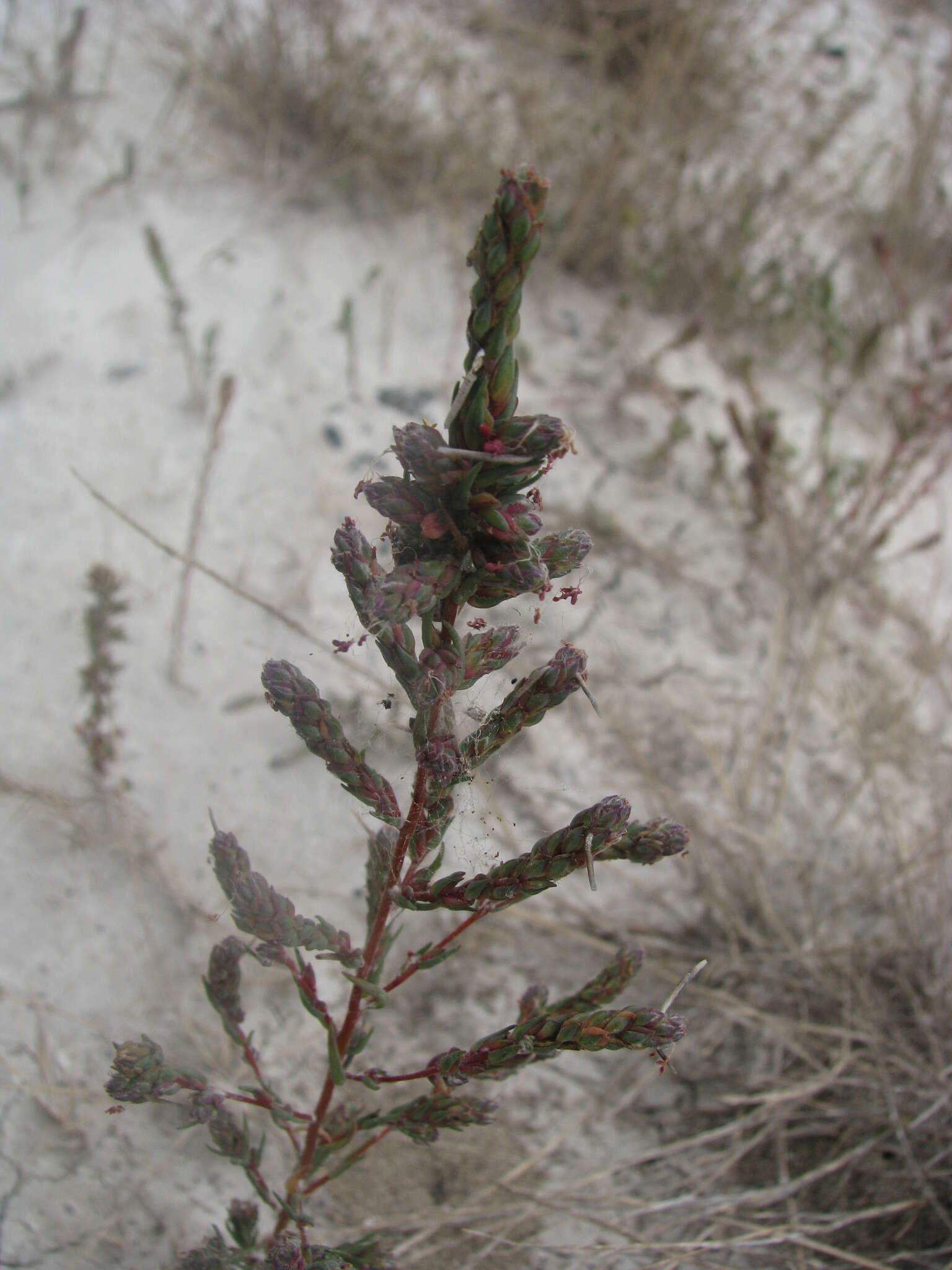 Слика од Camphorosma annua Pall.