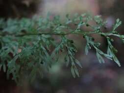 Imagem de Hymenophyllum pluviatile Perrie & Brownsey