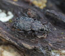 Image of Mandalotus bryophagus Lea 1907