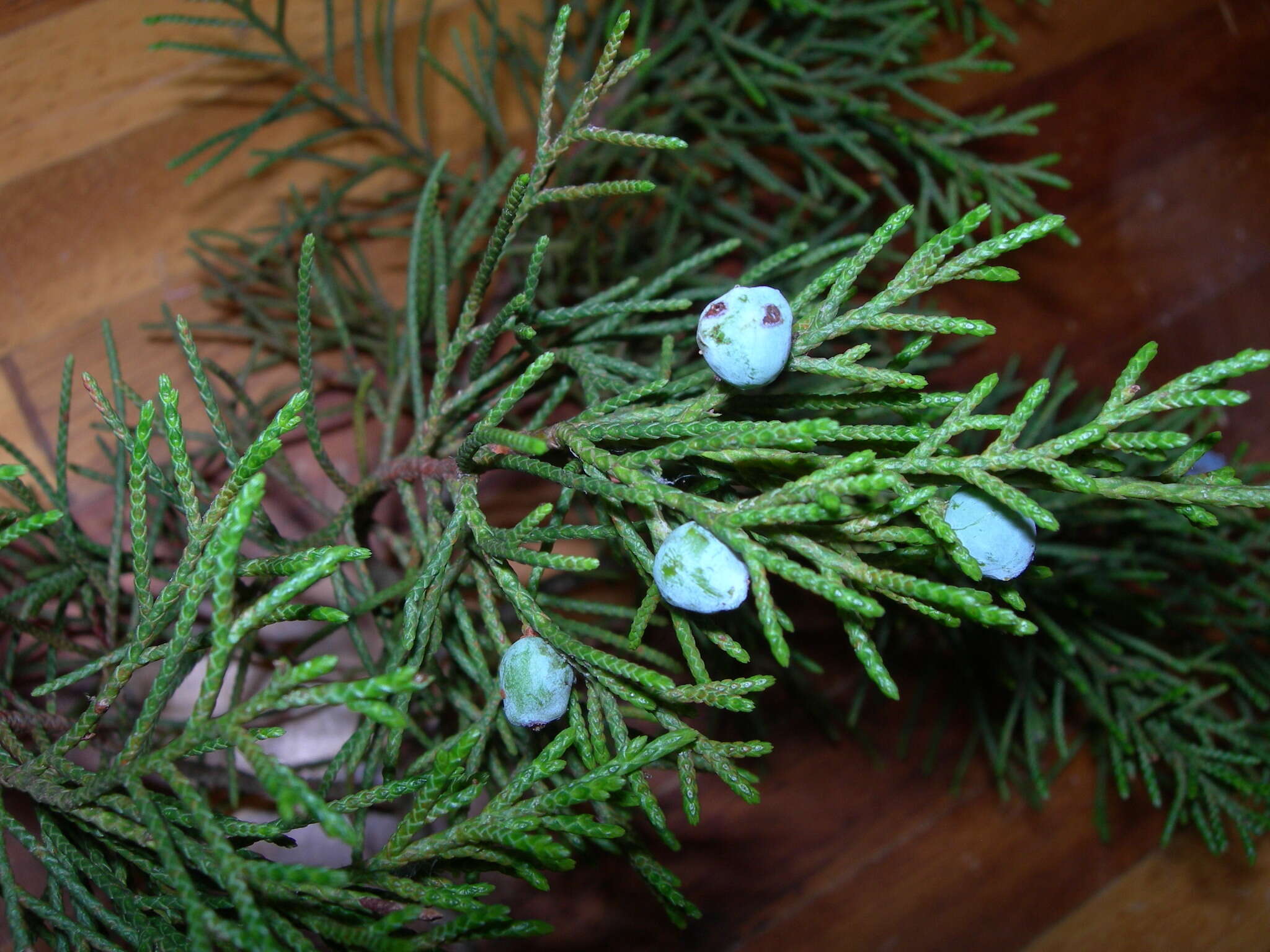 Image of Comitan juniper