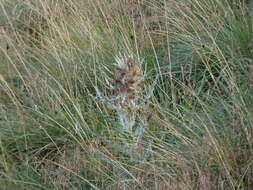 Image of Cirsium culebraense Ackerf.