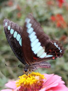 Image of <i>Graphium <i>sarpedon</i></i> sarpedon