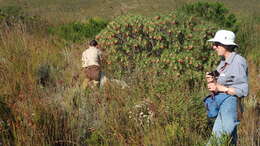 Lobostemon belliformis M. H. Buys resmi