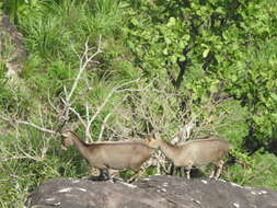 Image of Nilgiritragus Ropiquet & Hassanin 2005