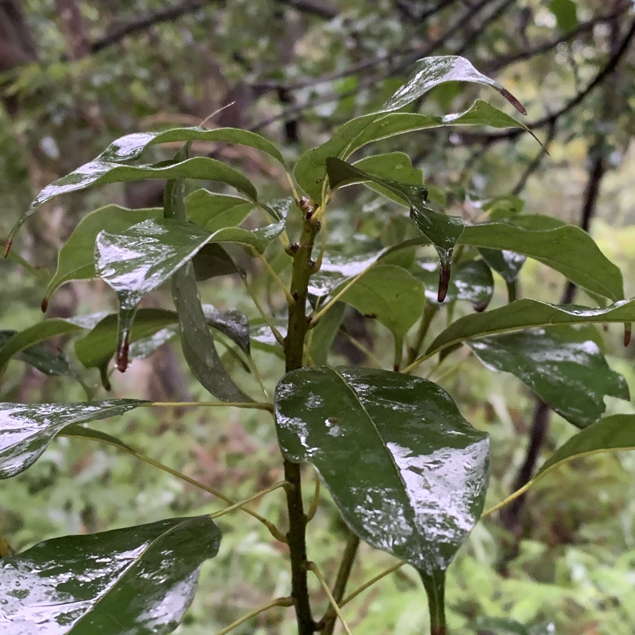 Plancia ëd Meliosma squamulata Hance