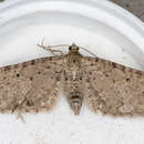 Image of Eupithecia veratraria Herrich-Schäffer