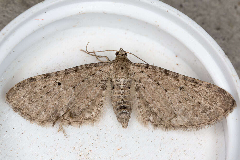 Image of Eupithecia veratraria Herrich-Schäffer