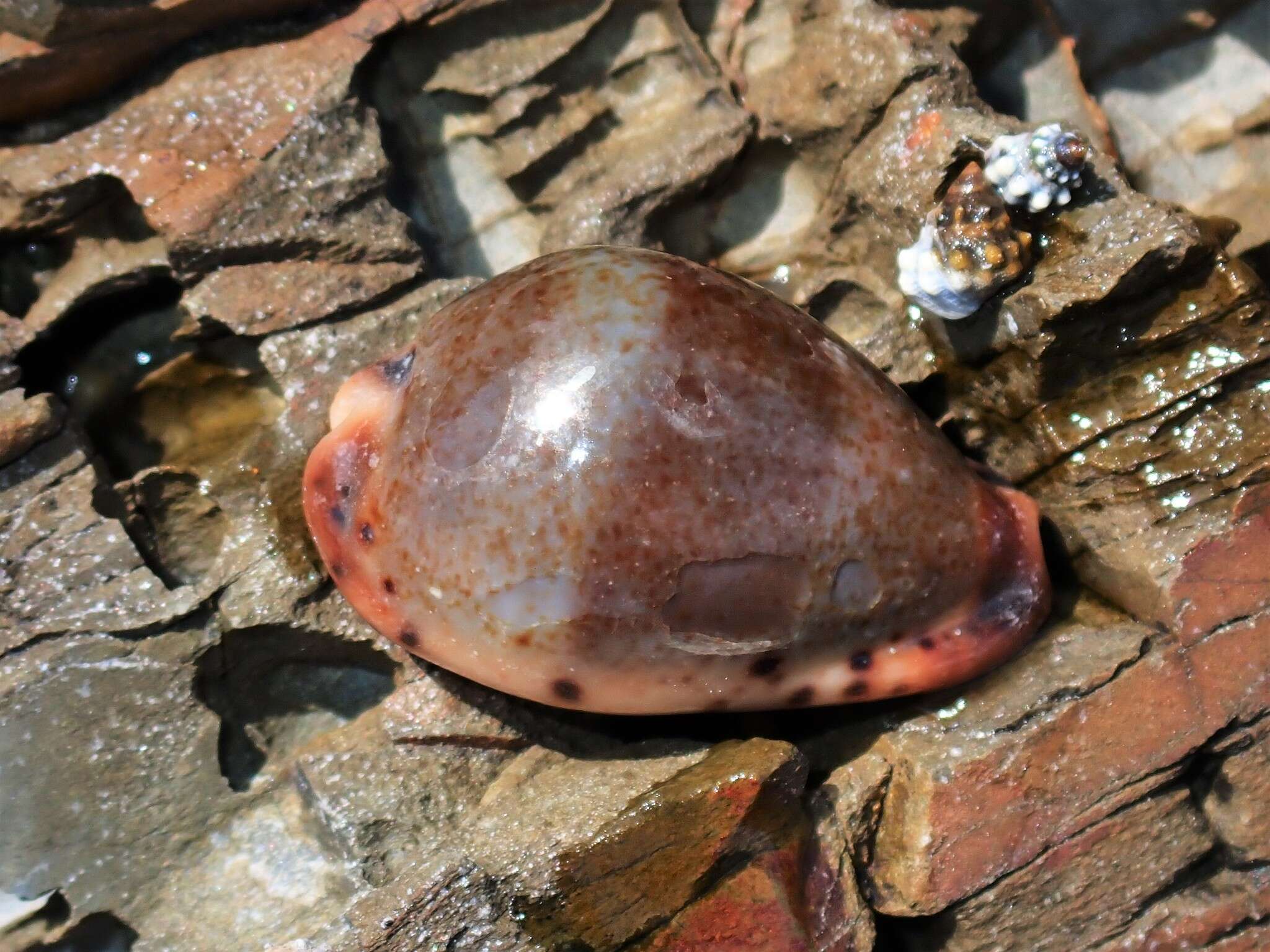 Image of Erronea xanthodon (J. E. Gray ex G. B. Sowerby I 1832)