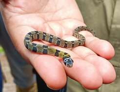 Image of Wynad Keelback