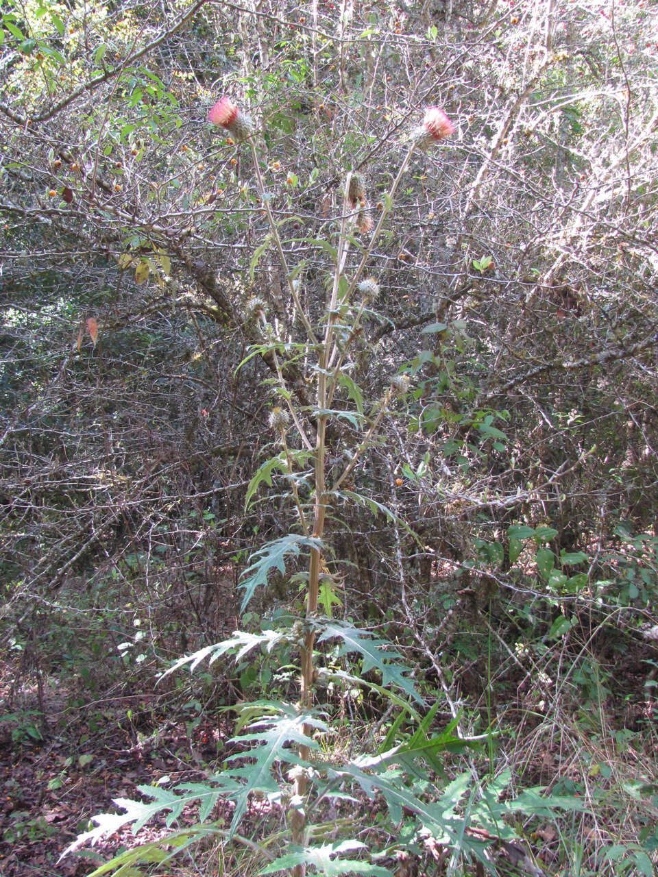 Imagem de Cirsium subcoriaceum (Less.) Sch. Bip. ex Seem.