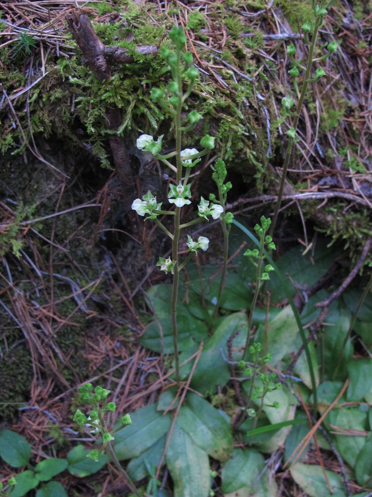 Ponthieva racemosa (Walter) C. Mohr的圖片