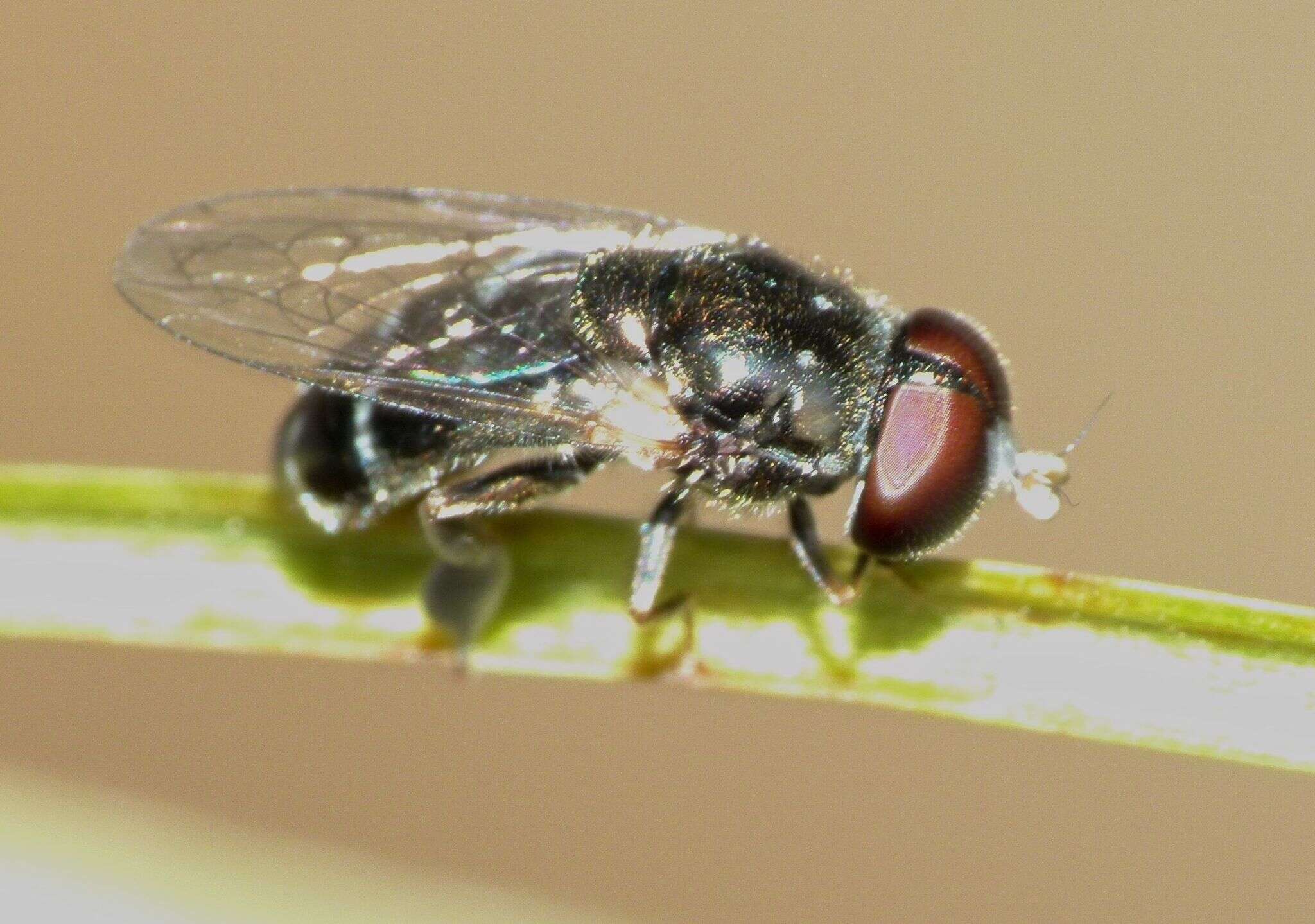 Image of Eumerus peltatus Meijere 1908