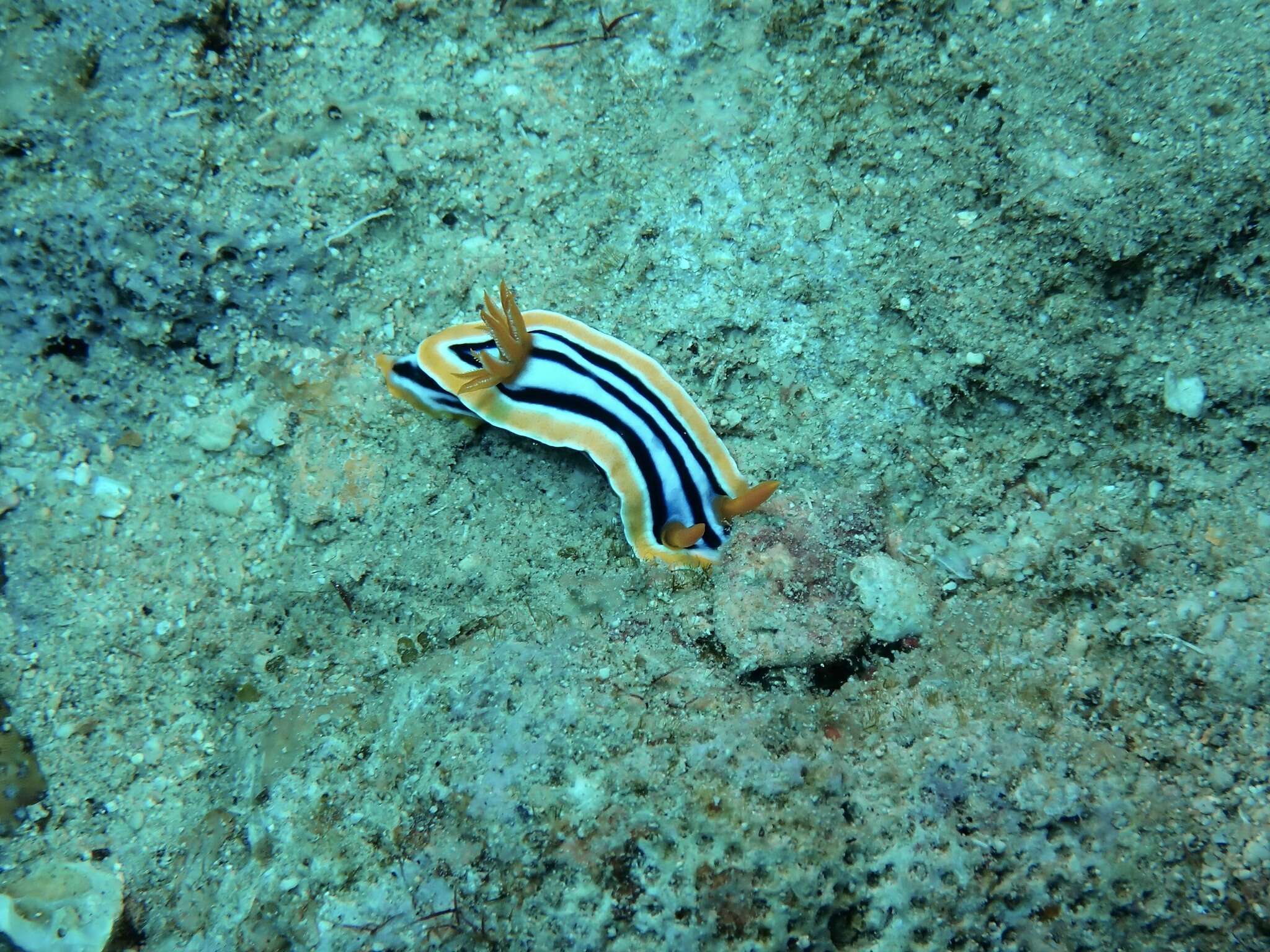 Sivun Chromodoris quadricolor (Rüppell & Leuckart 1830) kuva