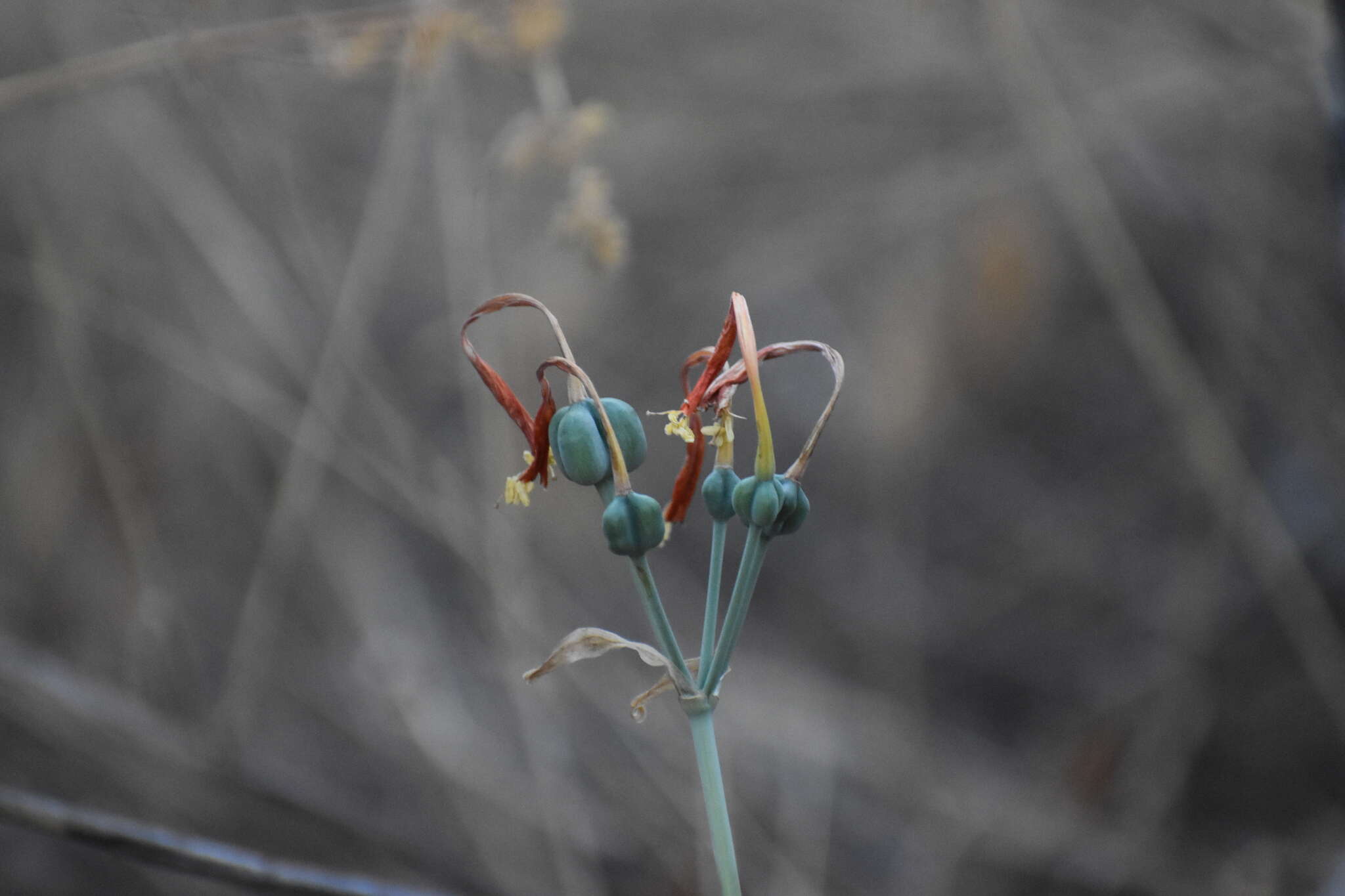 Image of Stenomesson flavum (Ruiz & Pav.) Herb.