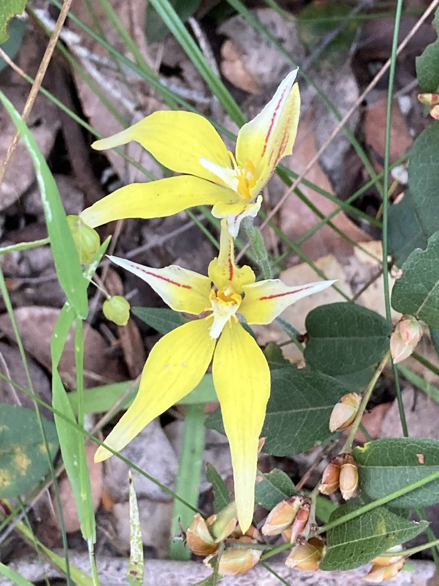 Image of Karri cowslip orchid