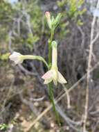 صورة Nicotiana suaveolens Lehm.