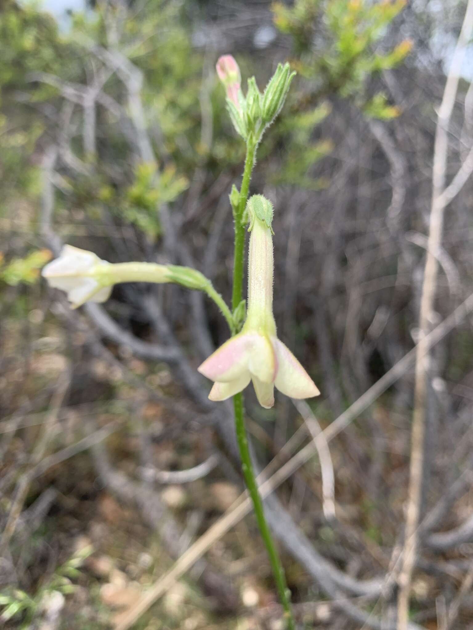 صورة Nicotiana suaveolens Lehm.