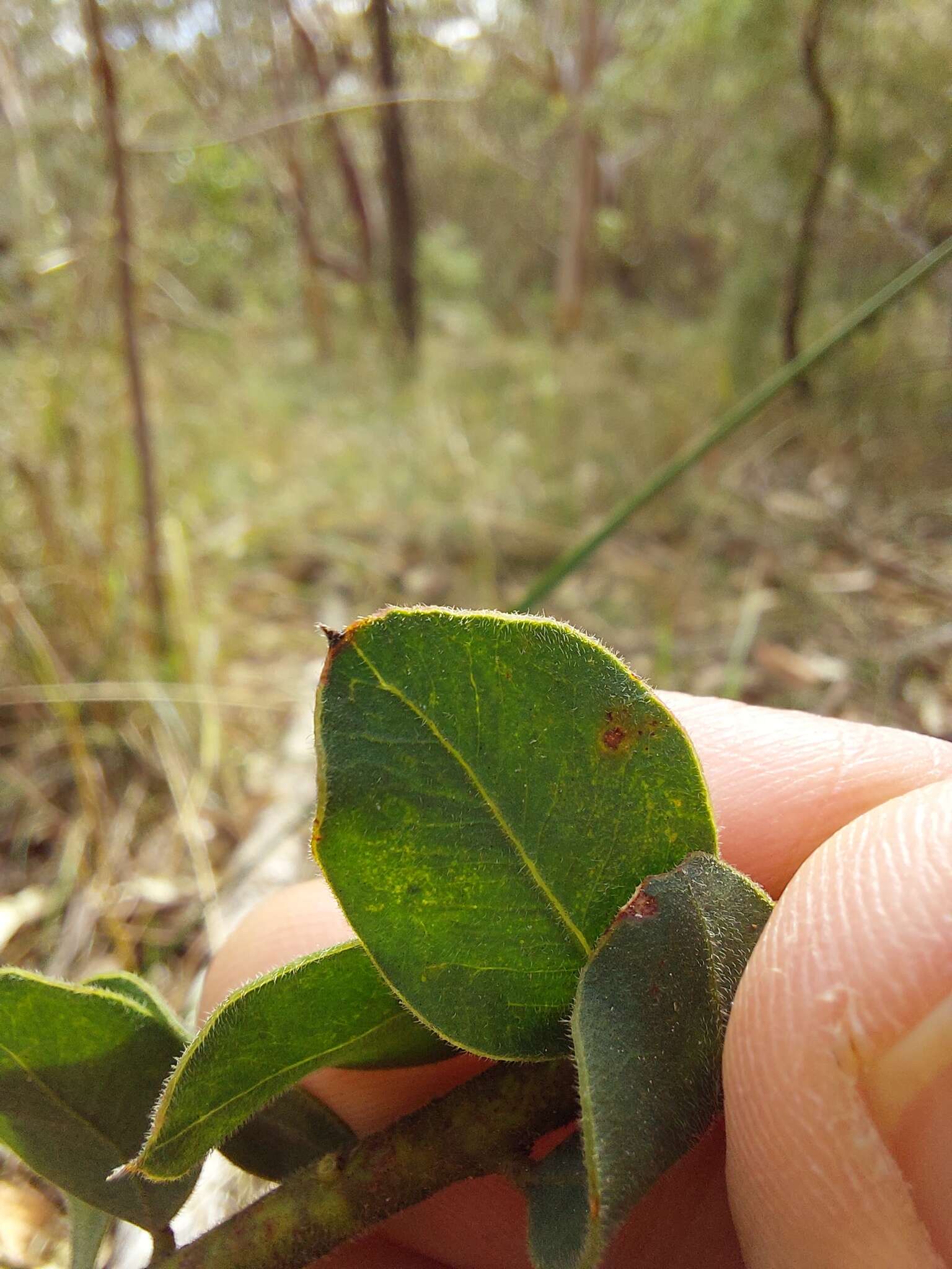 Image of Acacia cremiflora B. J. Conn & Tame