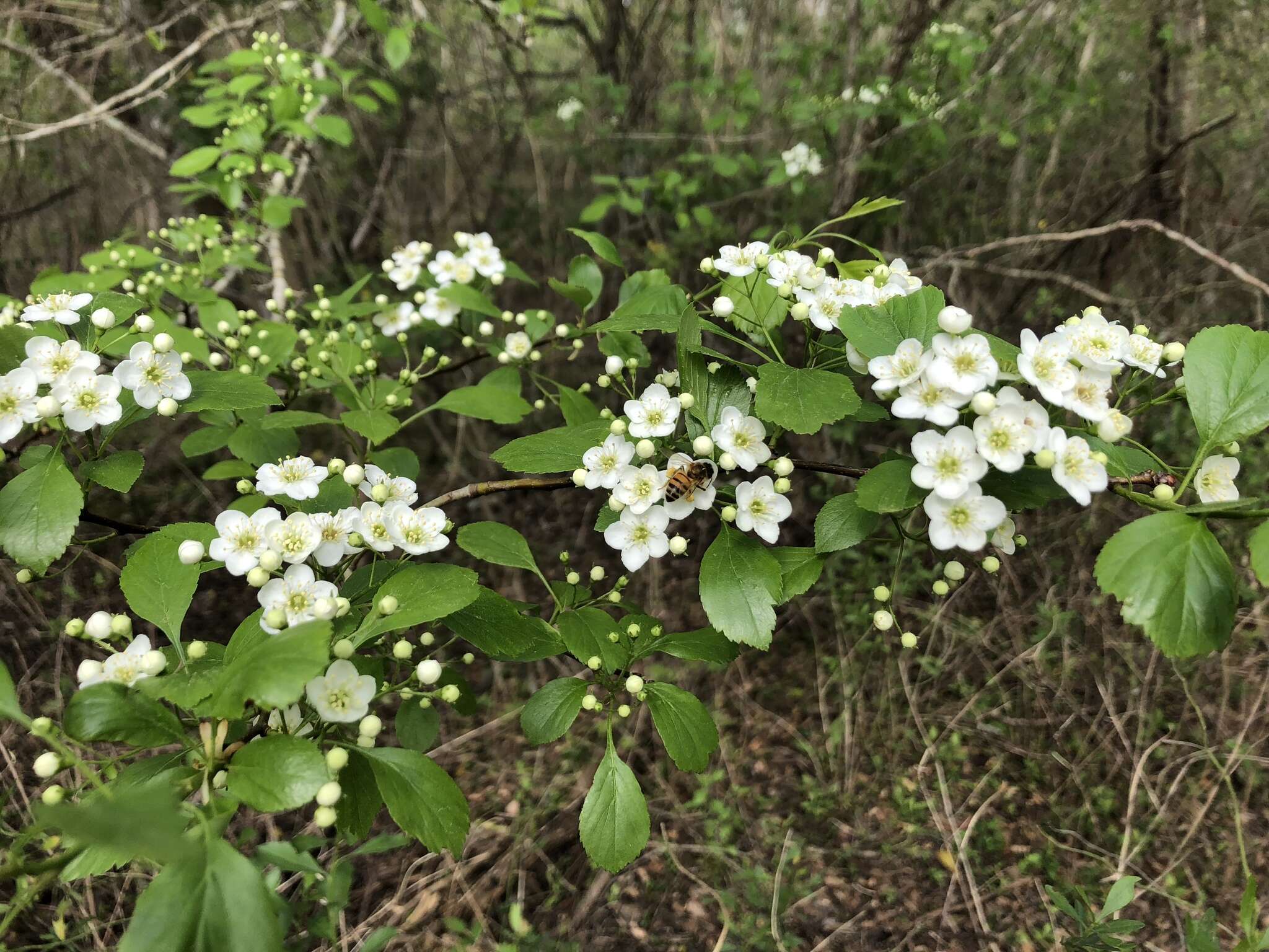 Слика од Crataegus viridis L.