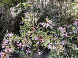 Image de Campylotropis macrocarpa var. giraldii (Schindl.) P. Y. Fu